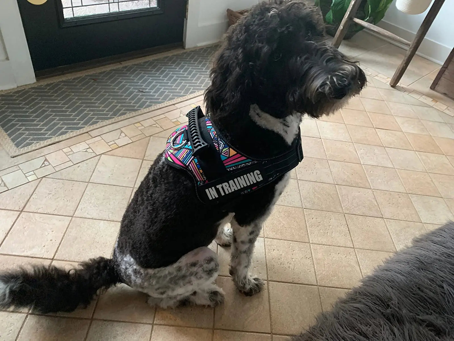 Anti-Drag Hundsele med Reflexer – Komfort, Kontroll och Säkerhet Året Runt