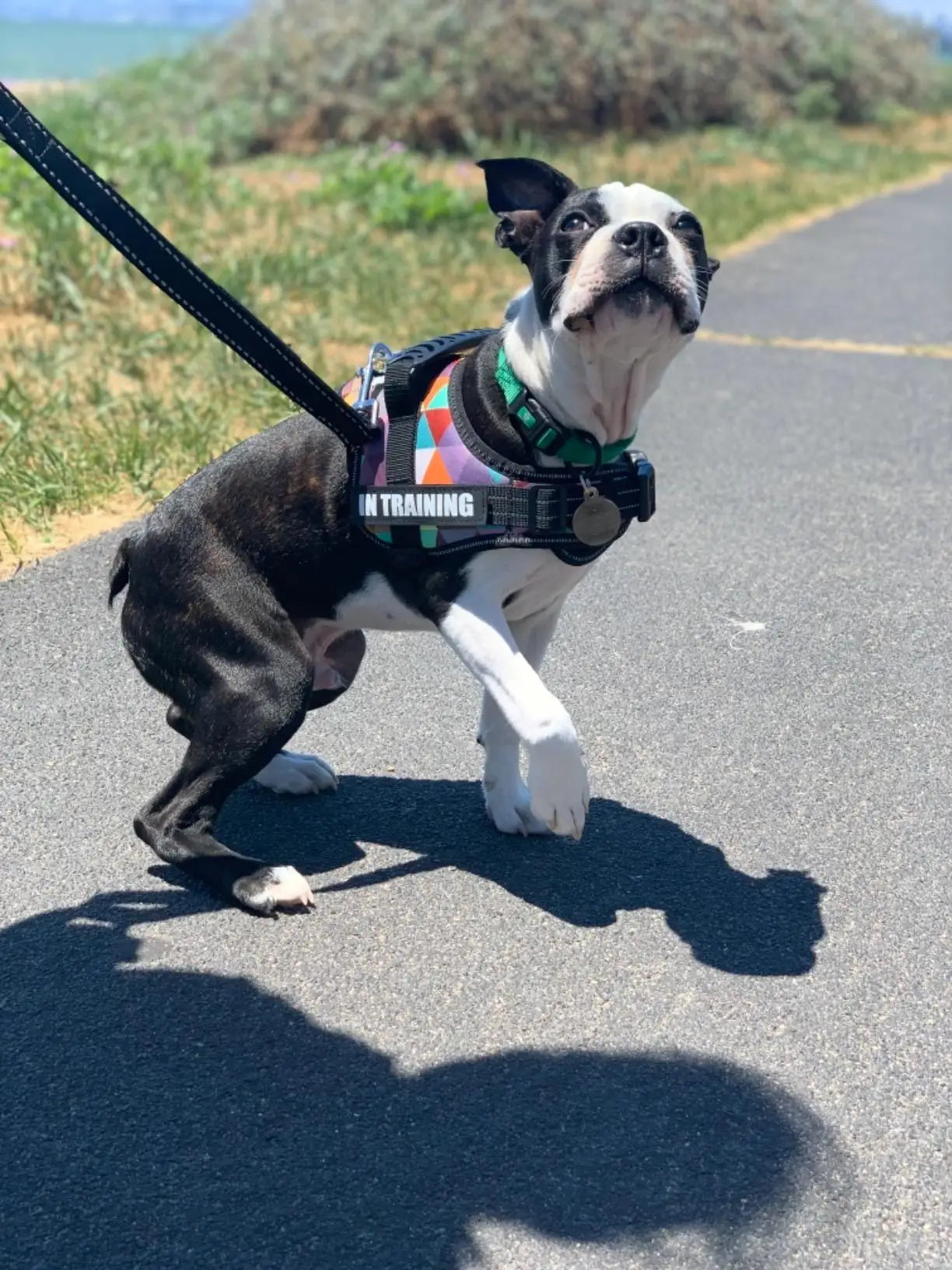 Anti-Drag Hundsele med Reflexer – Komfort, Kontroll och Säkerhet Året Runt