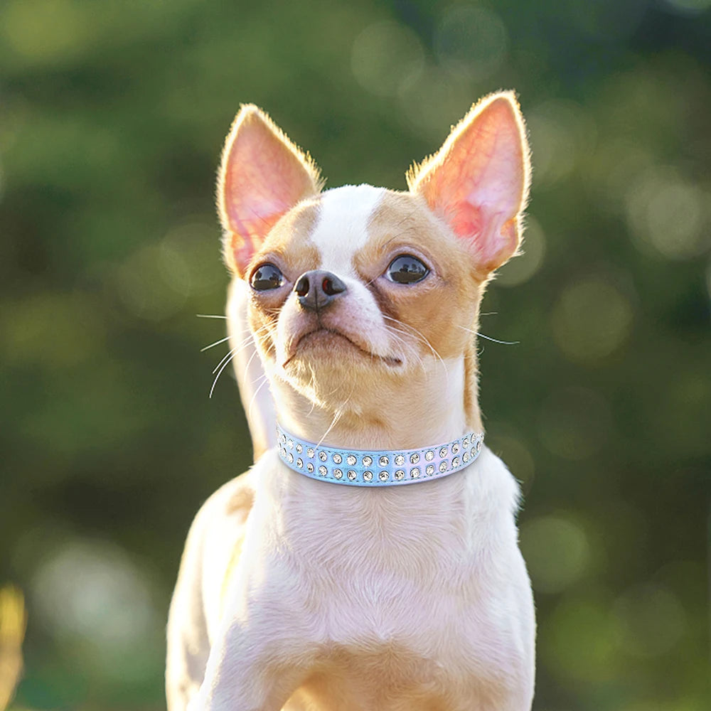 Stilrent Halsband med Glittrande Kristaller för Små Hundar och Katter