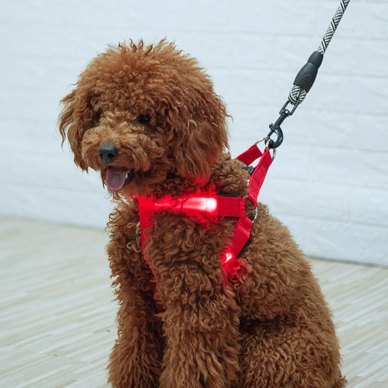led hundsele lysande remmar säkerhet stil mörker
