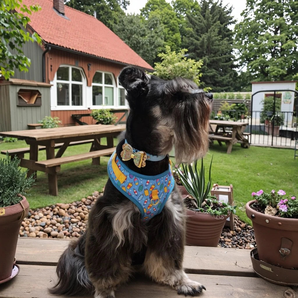 Hundsele med Koppel – Stilig Sele för Stora Hundar med Guldfärgade Spännen