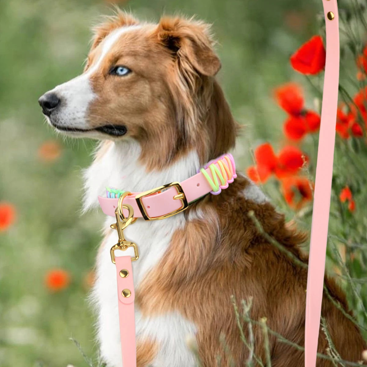 Justerbart Hundhalsband och Koppelset i PVC och Flätad Nylon – Färgglatt och Slitstarkt