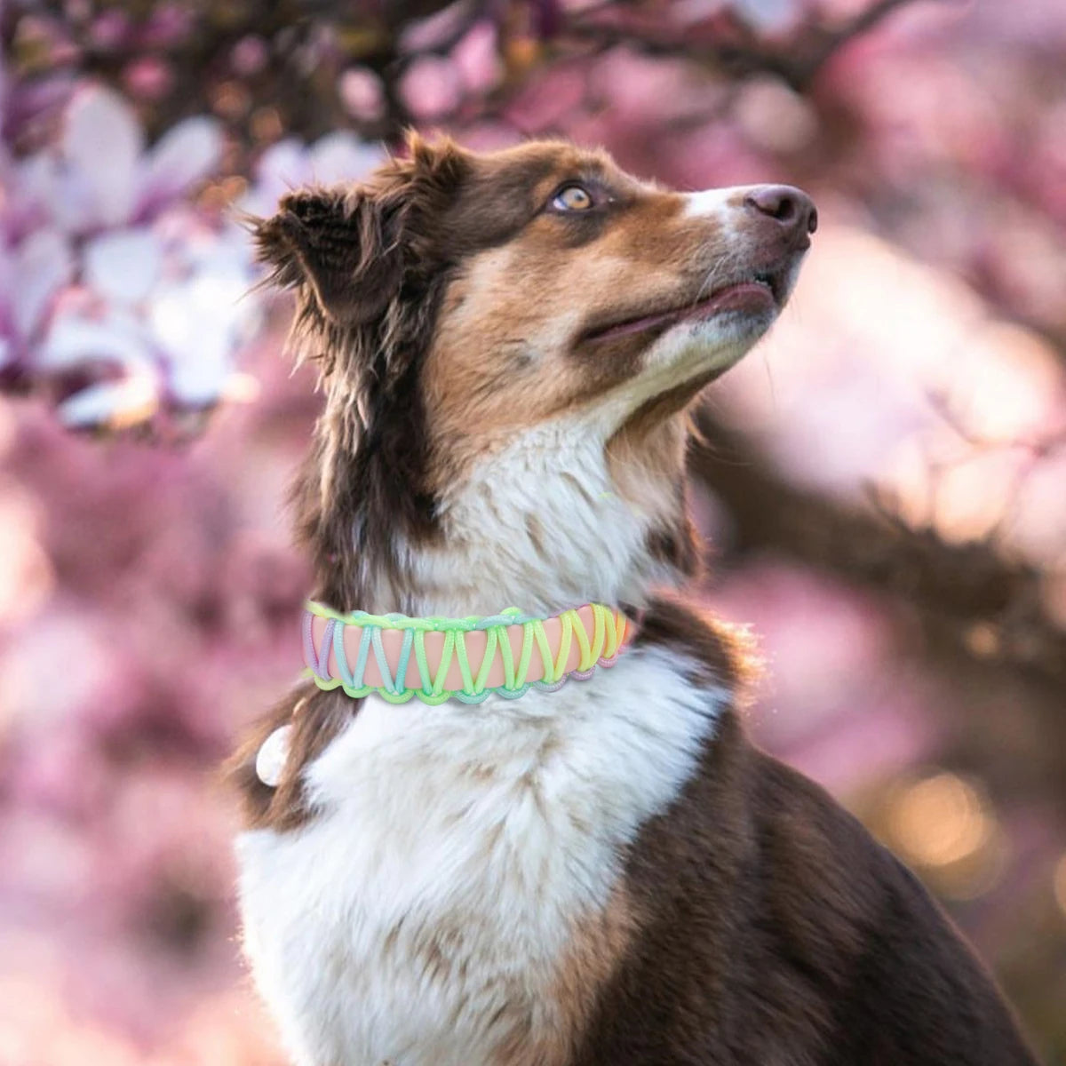 Justerbart Hundhalsband och Koppelset i PVC och Flätad Nylon – Färgglatt och Slitstarkt