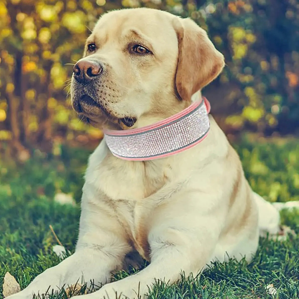 Elegant Justerbart Hundhalsband i Mockaimitation med Gnistrande Dekoration och Reflex