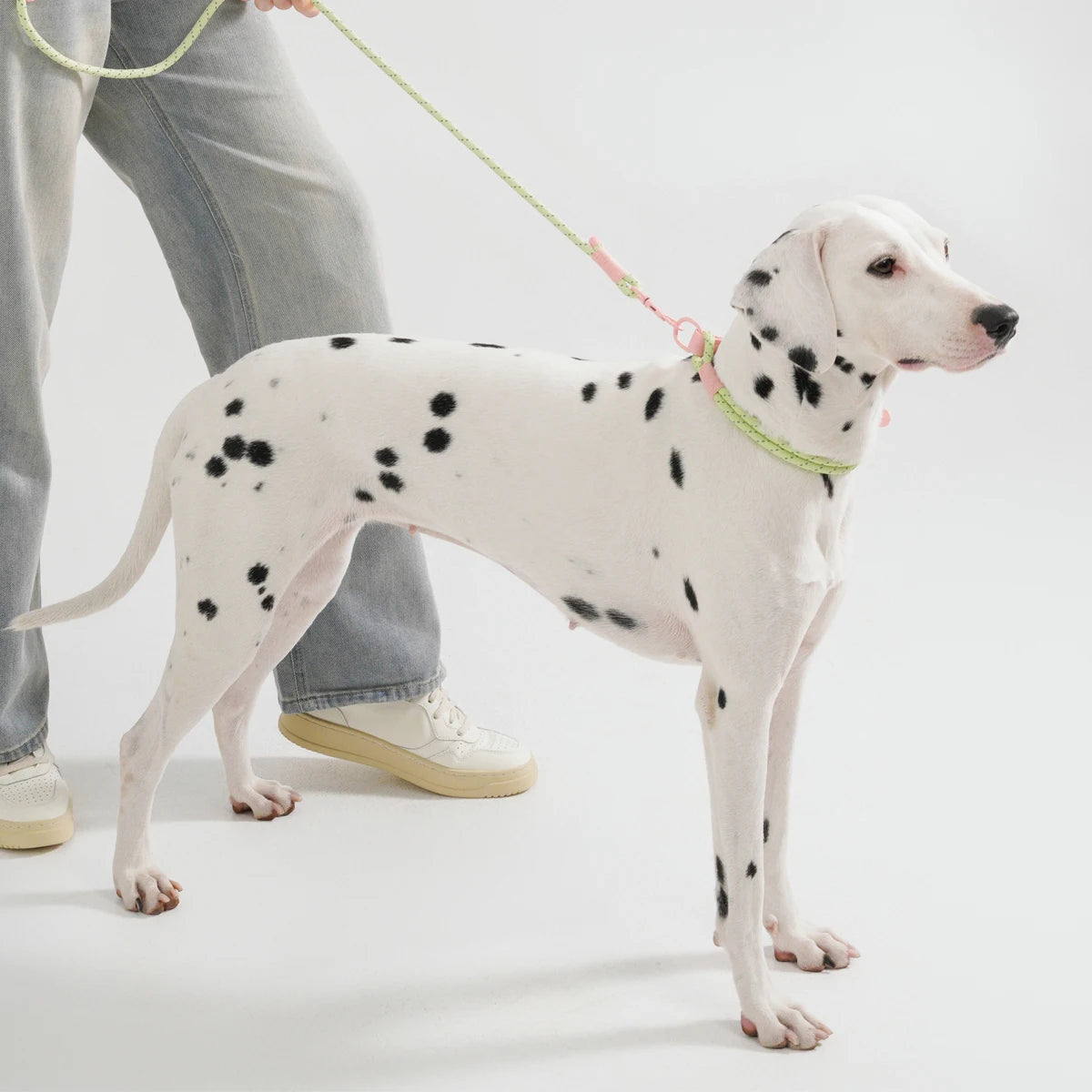 Populärt Justerbart Halsbands- och Koppelset i Reflekterande Nylon – Hundpromenad i Somrig Design