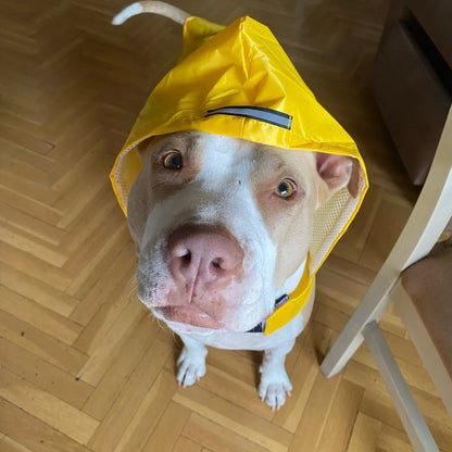 Vattentät Regnjacka för Hund – Reflextäckt Cape för Säkra Promenader i Regn