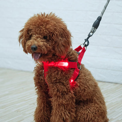 led hundsele lysande remmar säkerhet stil mörker